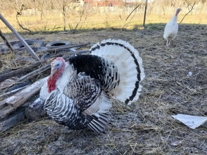 Vând curcani de tara - imagine 2