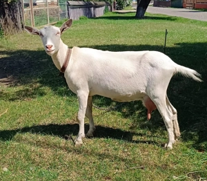 capra sannen - imagine 2