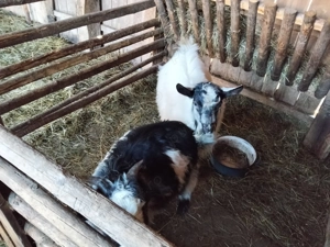 Vând 2 țapi pentru pastrama. - imagine 2