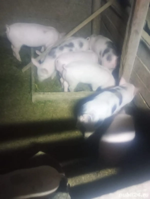 purcei de vanzare - imagine 4