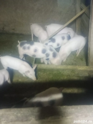 purcei de vanzare - imagine 3