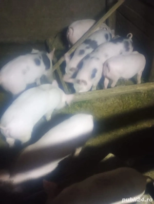 purcei de vanzare - imagine 5