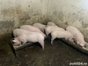 Vând purcei de carne PIC - imagine 2