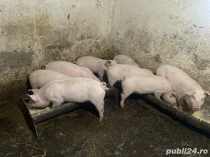 Vând purcei de carne PIC - imagine 3