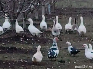 Rate si Gaste - imagine 4