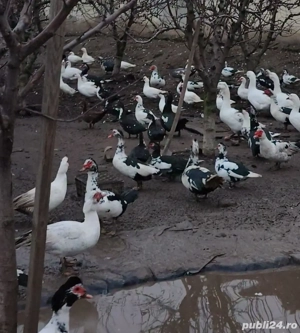 Rate si Gaste - imagine 3