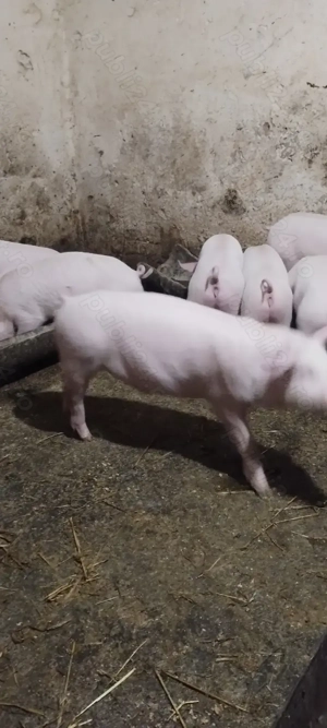 Purcei de vanzare - imagine 2