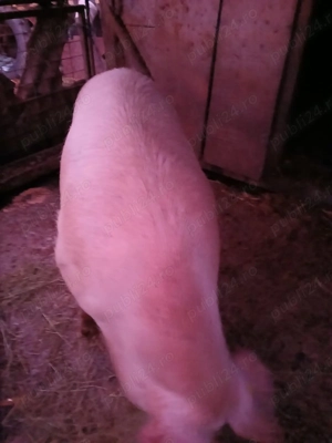 Porc de vanzare - imagine 2