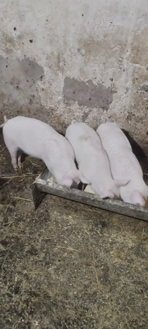 Purcei de vanzare - imagine 5