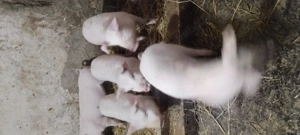 Purcei de vanzare - imagine 6