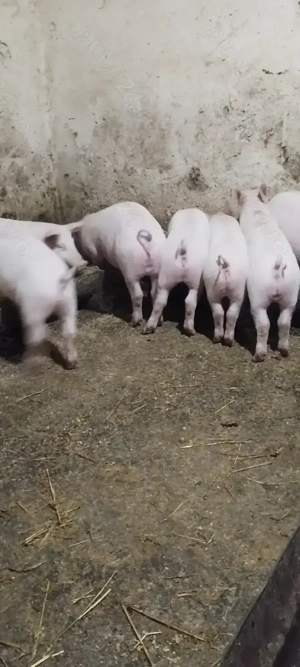 Purcei de vanzare - imagine 3