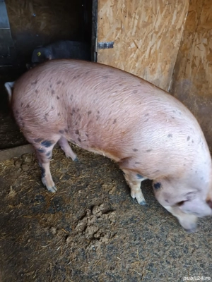 porc de vînzare  greutate 300kg