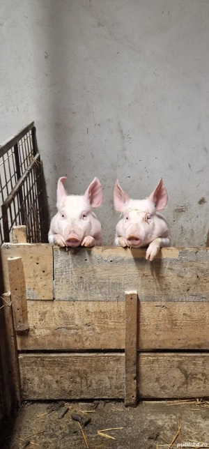 Vând scrofițe Pic - imagine 2