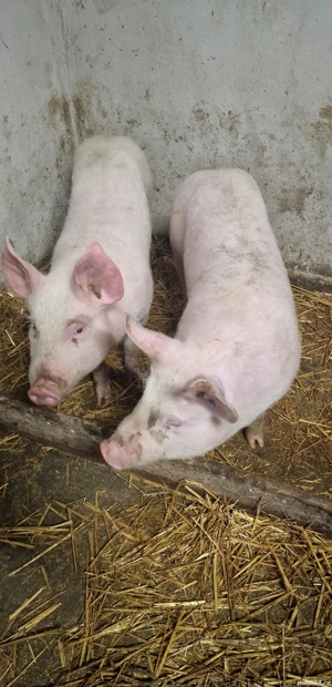 Vând scrofițe Pic - imagine 4