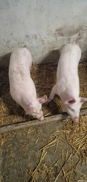 Vând scrofițe Pic - imagine 3