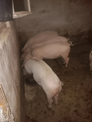 Șoldani de vânzare.  - imagine 2