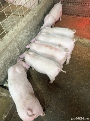 vand purcei Landrace. - imagine 3