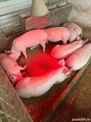 vand purcei Landrace. - imagine 2