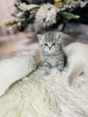 British Shorthair .Puiuti de 5 saptamani, cautam familii iubitoare.