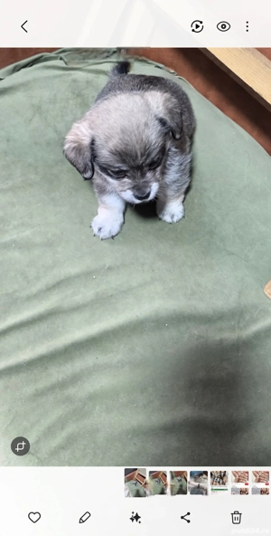 donez cățeluș  - imagine 2