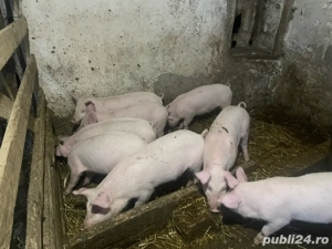 Vând purcei de carne PIC - imagine 4
