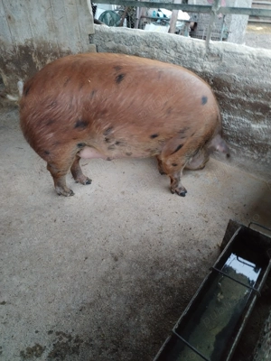 Porc de vânzare  - imagine 3