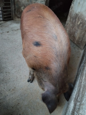 Porc de vânzare  - imagine 2