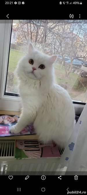 Vand British Shothair alb 