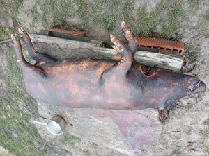 Vand porci! - imagine 2