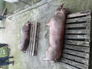 Vând porc în carcasa