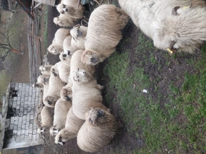 Vând 17 oi de ținut,gestante și 3 noatini.  - imagine 3