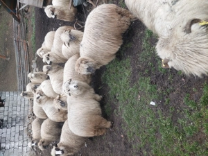 Vând 17 oi de ținut,gestante și 3 noatini.  - imagine 5