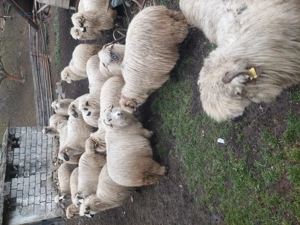 Vând 17 oi de ținut,gestante și 3 noatini.  - imagine 4