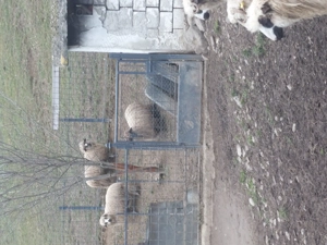 Vând 17 oi de ținut,gestante și 3 noatini.  - imagine 2