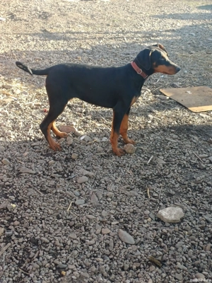 doberman femela - imagine 5