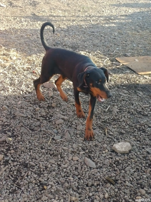 doberman femela - imagine 4