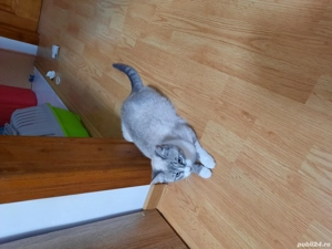 donatii pisici - imagine 4