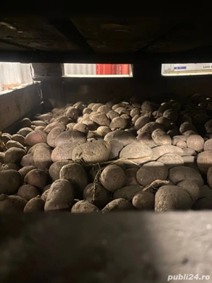 cartofi pentru animale 