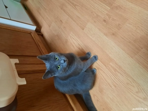 donatii pisici - imagine 3