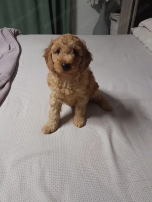 Pudel toy  - imagine 2