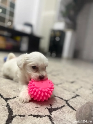  Atenție  Risc major de îndrăgostire la prima vedere    Puiuții mei isi cauta  o familie iubitoare 