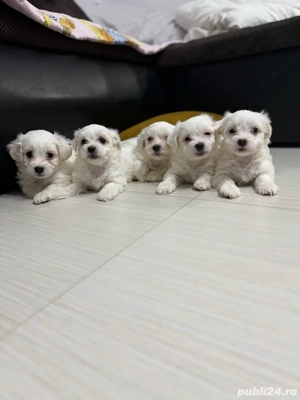  Atenție  Risc major de îndrăgostire la prima vedere    Puiuții mei isi cauta  o familie iubitoare  - imagine 4