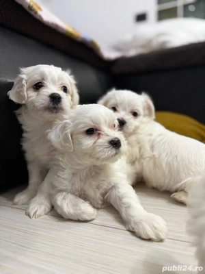  Atenție  Risc major de îndrăgostire la prima vedere    Puiuții mei isi cauta  o familie iubitoare  - imagine 2