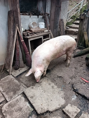 Vand porc de 120-130 kg  - imagine 3