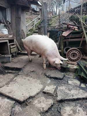 Vand porc de 120-130 kg  - imagine 4