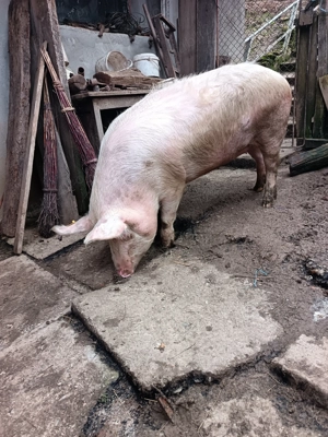 Vand porc de 120-130 kg  - imagine 5