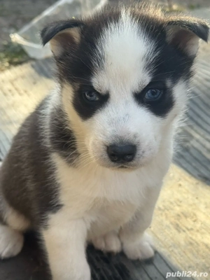 Vand Husky Siberian  - imagine 4