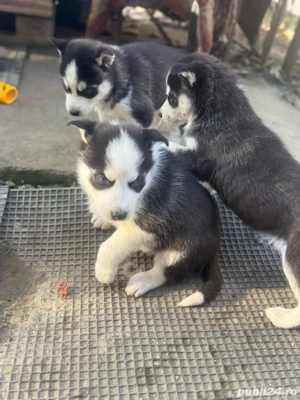 Vand Husky Siberian  - imagine 5