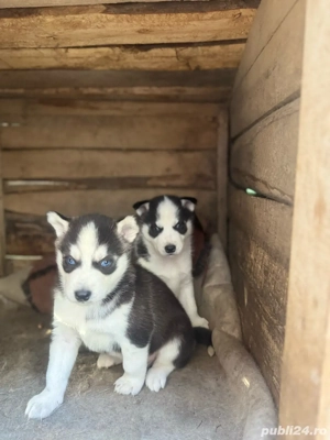 Vand Husky Siberian  - imagine 2