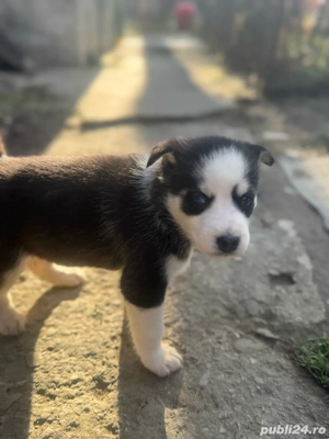 Vand Husky Siberian  - imagine 3